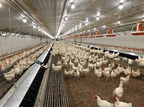 broiler poultry housing